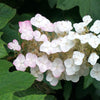 Oakleaf Hydrangea Shrub