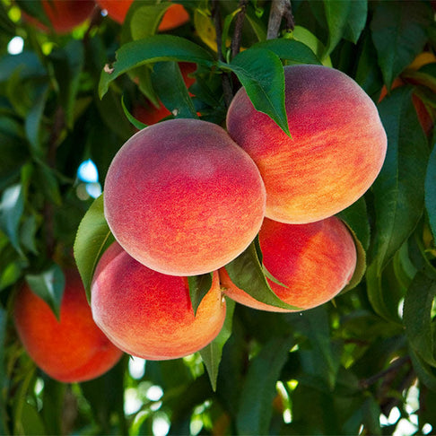 O'Henry Peach Tree California
