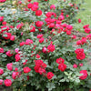 Oso Easy® Double Red Rose