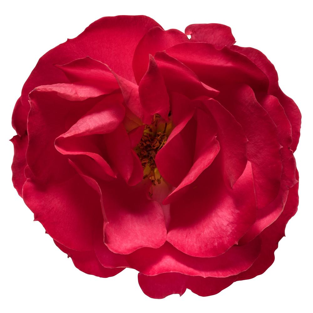 Oso Easy® Double Red Rose