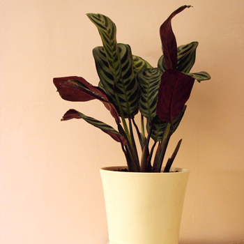 Prayer Plant