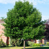 Patmore Green Ash Tree