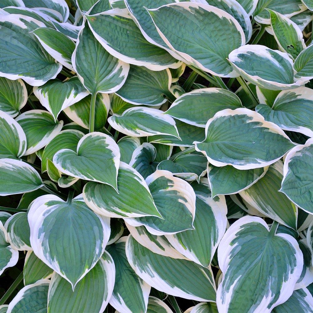 Patriot Hosta Plant