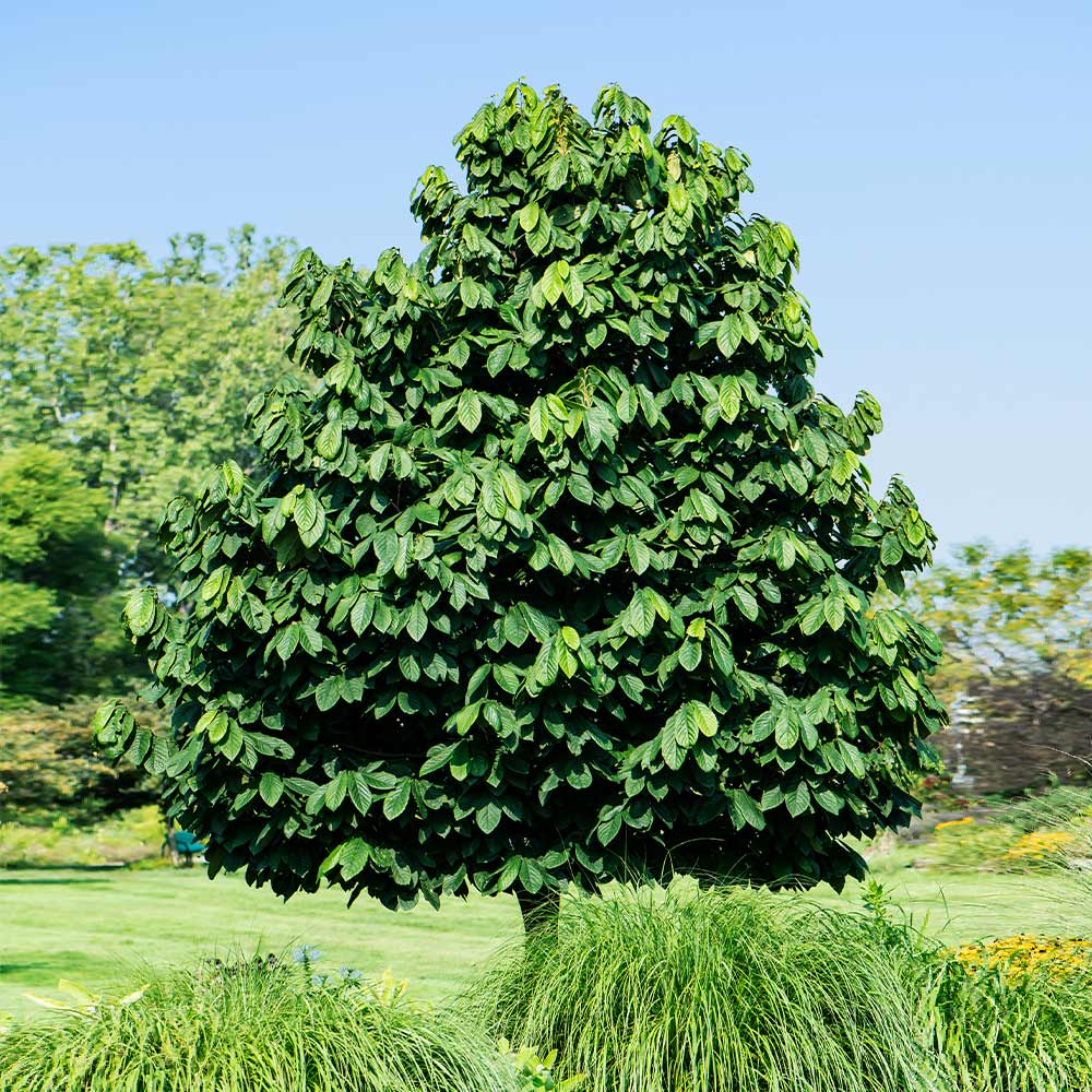 American Paw Paw Tree