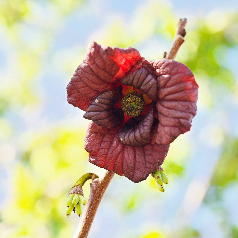 American Paw Paw Tree