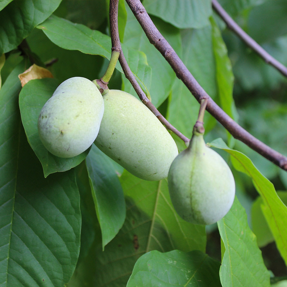 American Paw Paw Tree