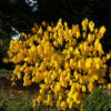 American Paw Paw Tree