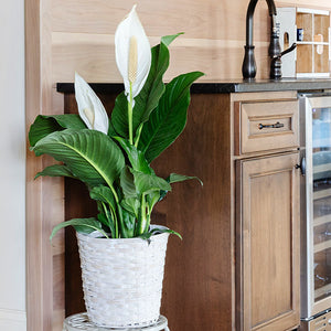 Peace Lily Plant product image