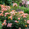 Peach Drift® Rose