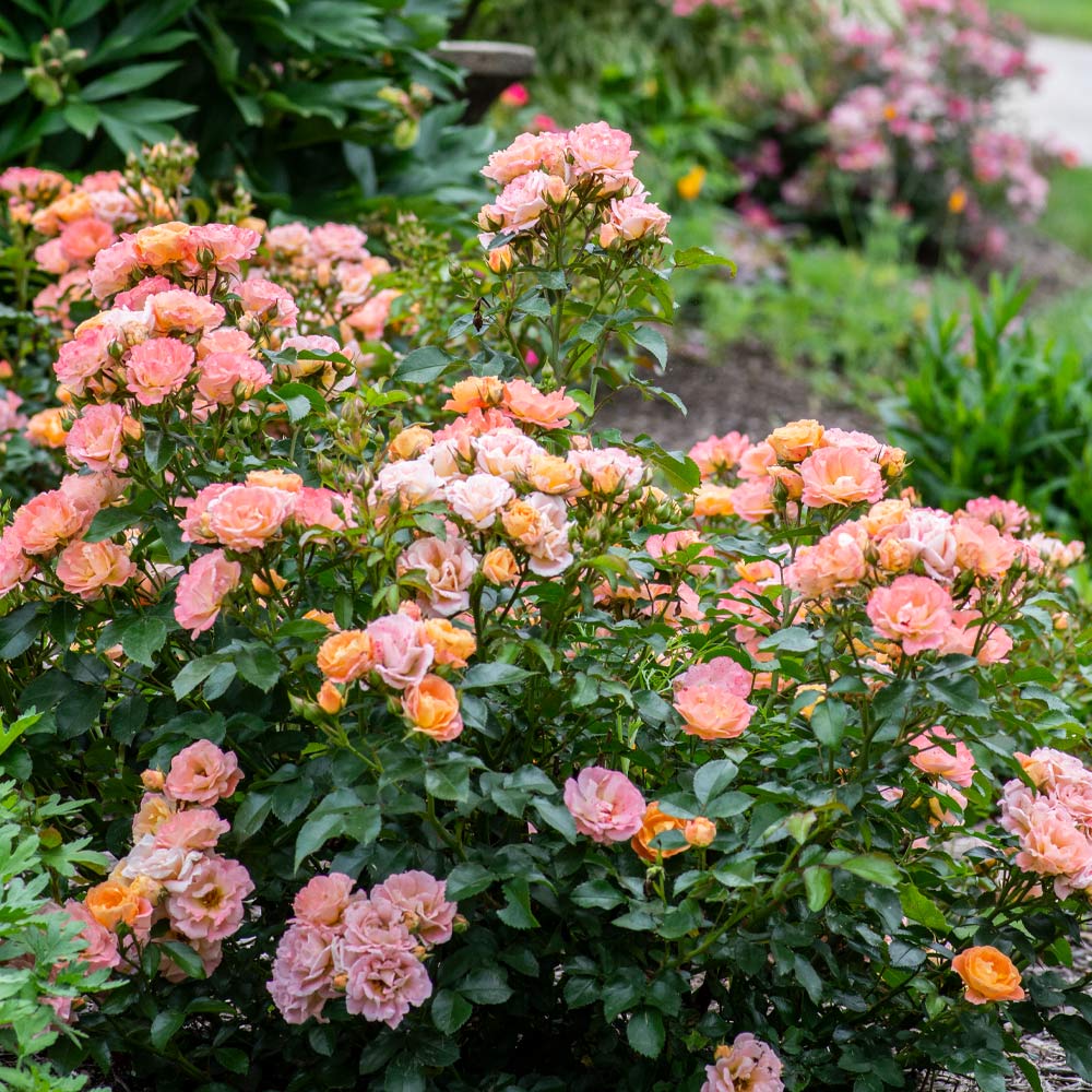 Peach Drift®  Rose