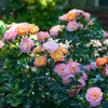 Peach Drift®  Rose