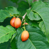 Peanut Butter Fruit Tree