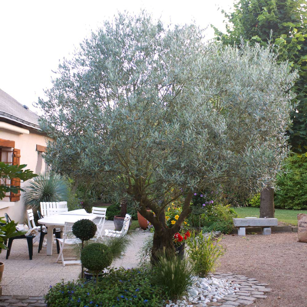 Pendolino Olive Tree