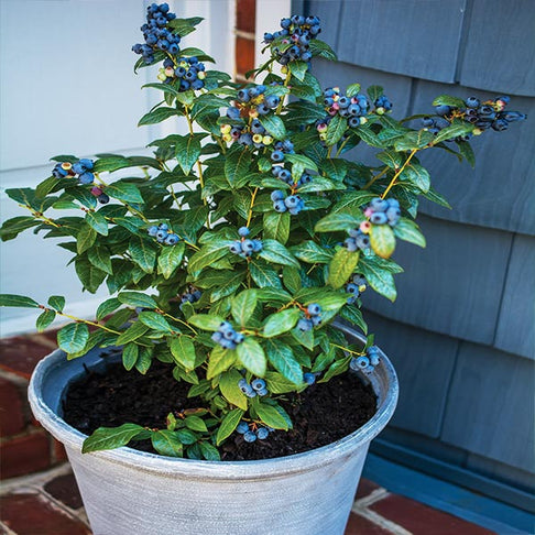Bushel and Berry® Perpetua Blueberry Bush