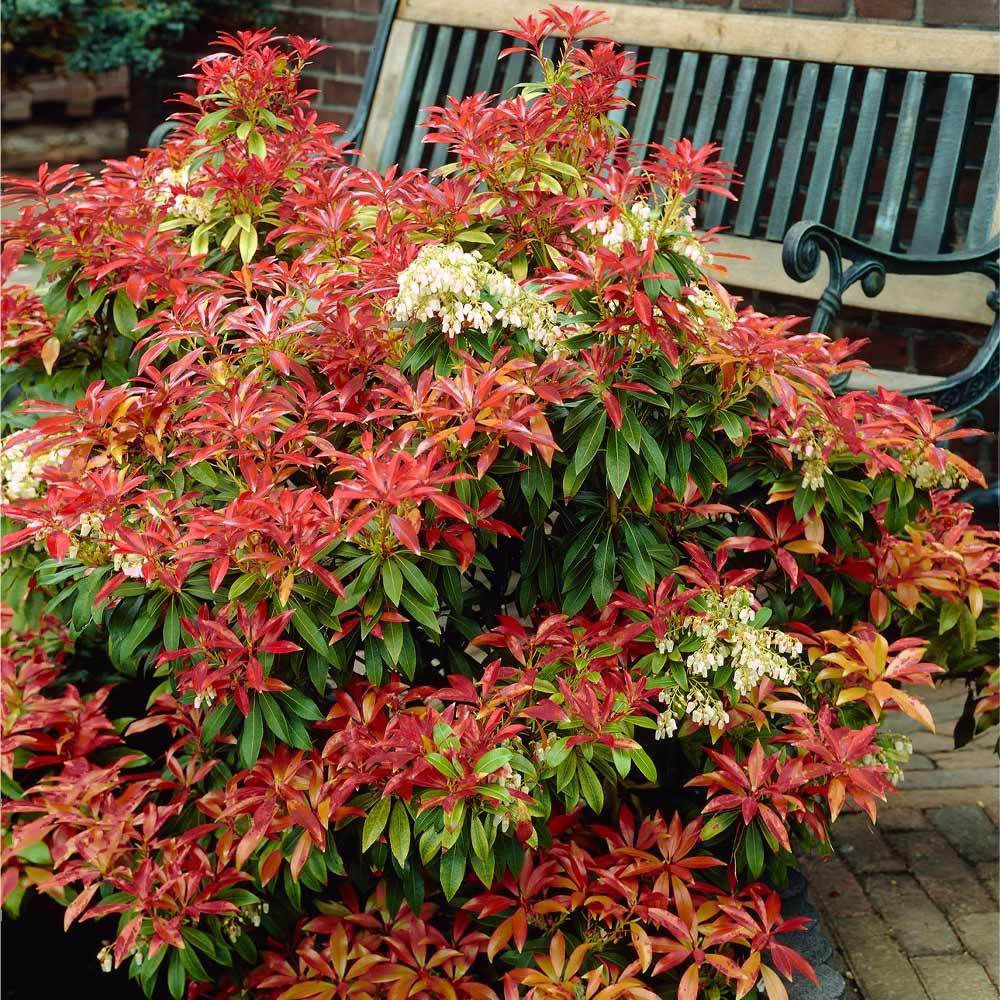 Pieris Mountain Fire Plant