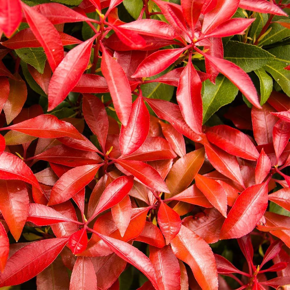 Pieris Mountain Fire Plant