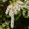 Pieris Mountain Fire Plant