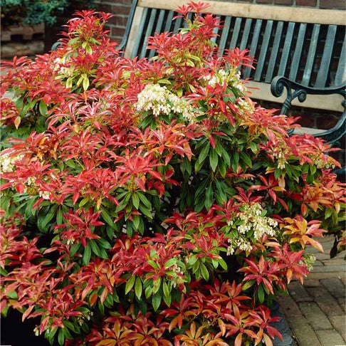 Pieris Mountain Fire Plant