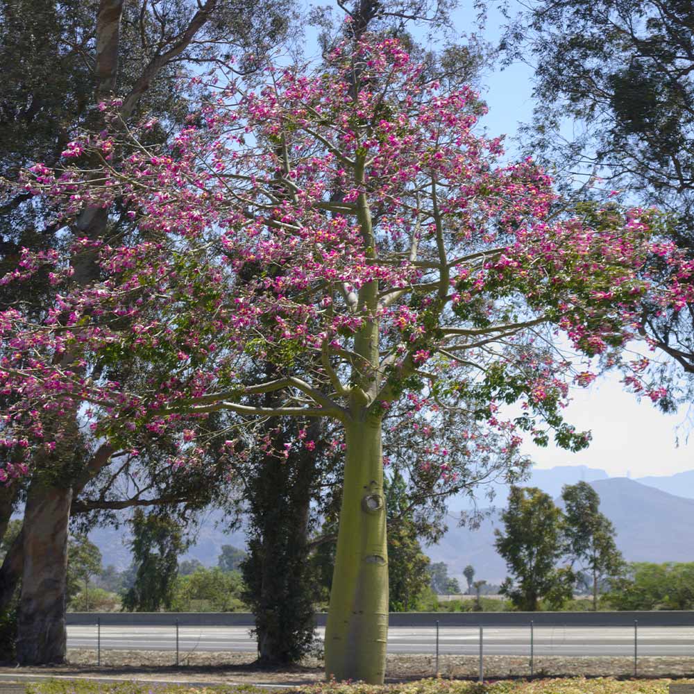 Pink Silk Floss Tree
