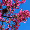 Pink Silk Floss Tree