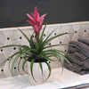 Bromeliad in Decorative Pot