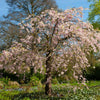 Double Pink Weeping Cherry Tree