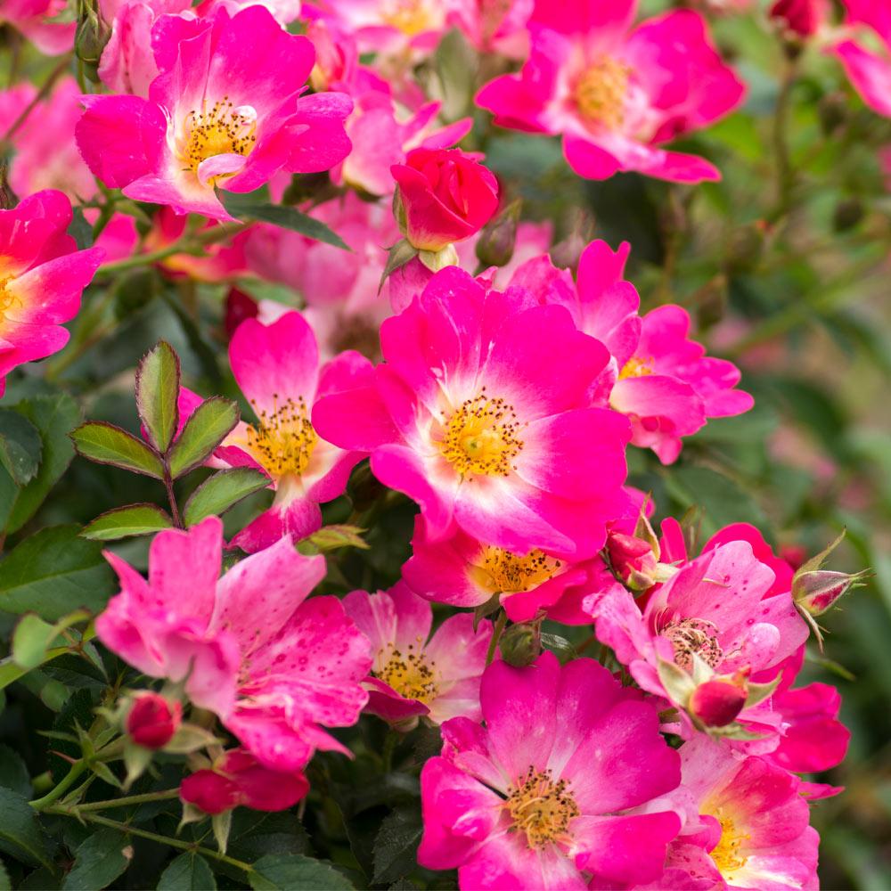 Pink Drift® Rose