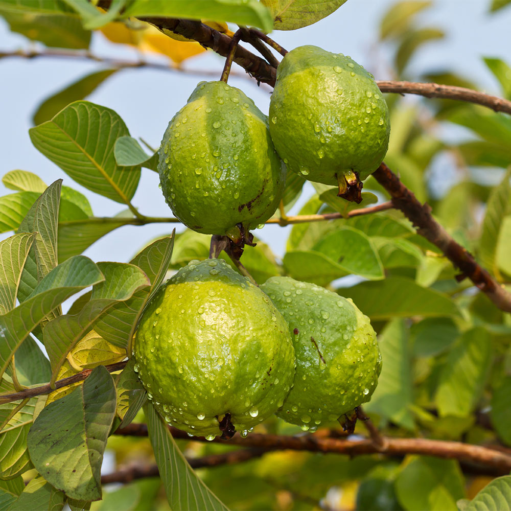 Tropical Pink Guava Tree