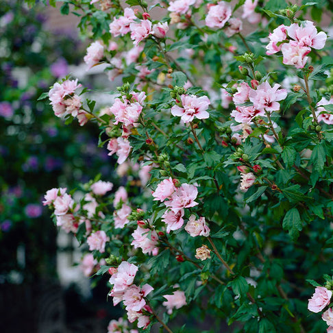 Pink Rose of Sharon Althea Shrub
