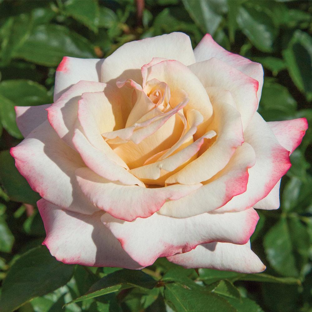 Pinkerbelle Rose