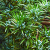 Podocarpus Tree