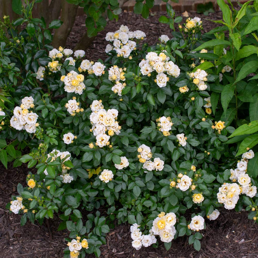 Popcorn Drift® Rose