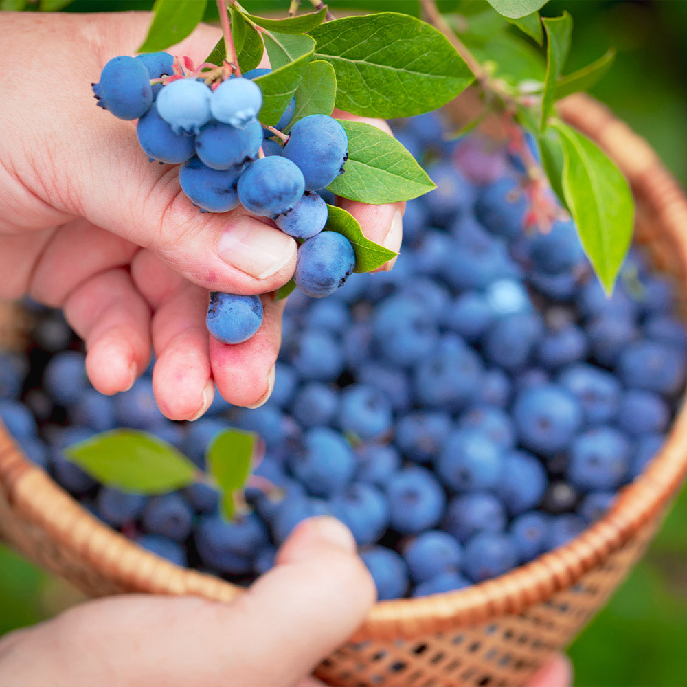 Premier Blueberry Bush