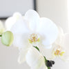5-Inch Premium Orchid