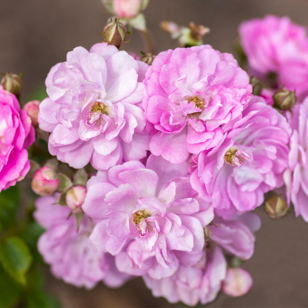 Bloomables® Pretty Polly® Lavender Rose