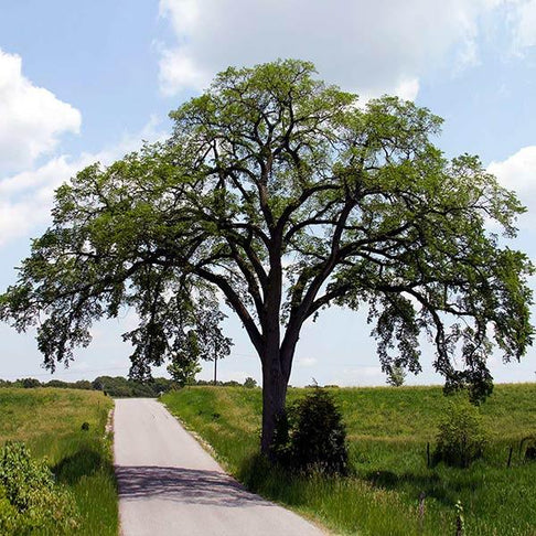 Princeton American Elm Tree