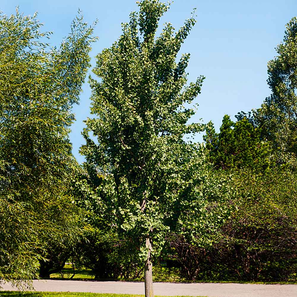 Princeton Sentry™ Columnar Ginkgo Tree