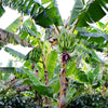 Puerto Rican Plantain Banana Tree