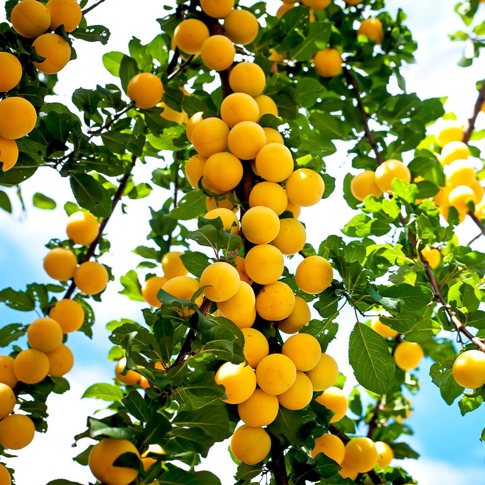 Puget Gold Apricot Tree