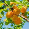 Puget Gold Apricot Tree