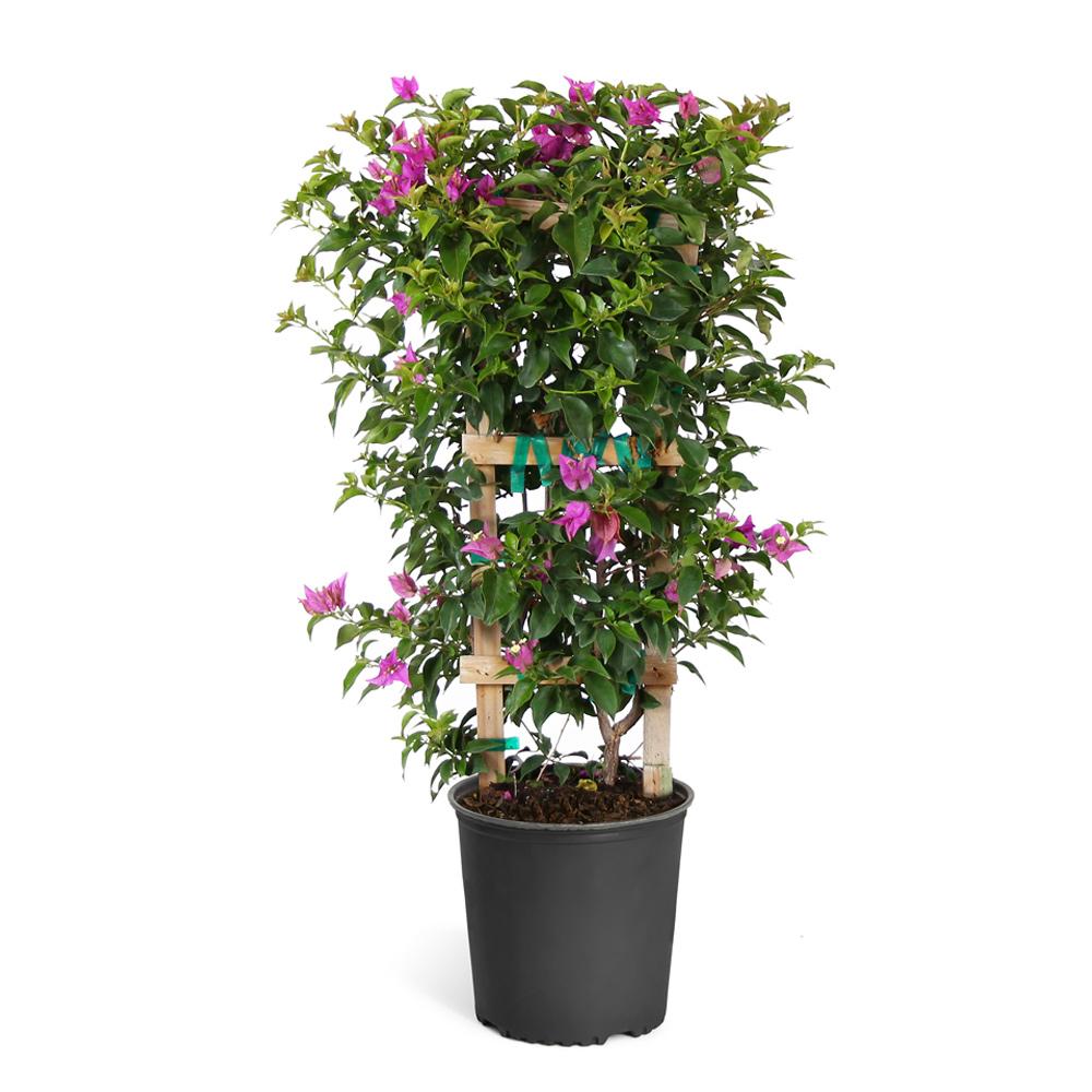 New River Purple Bougainvillea Vine