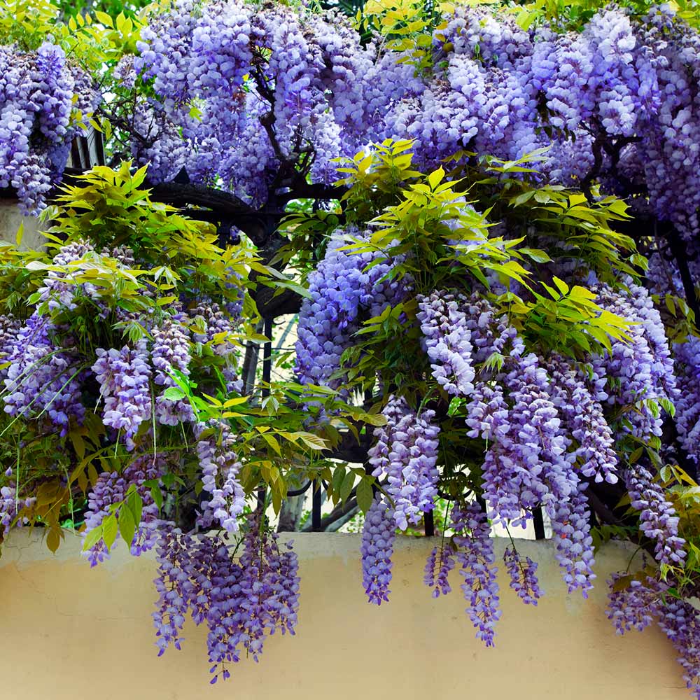 Purple Wisteria Vine