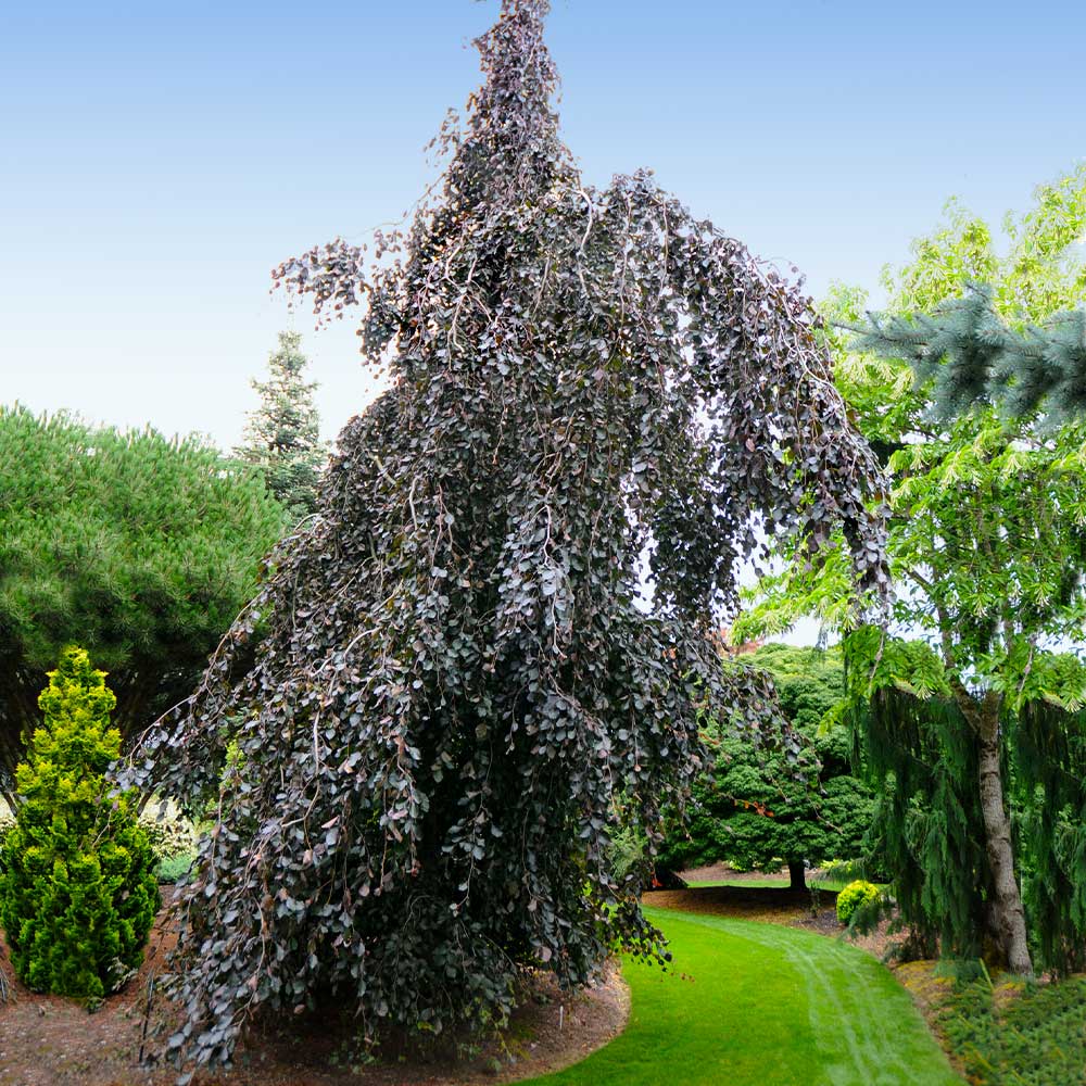 Purple Fountain Weeping Beech Tree