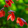 Purple Fountain Weeping Beech Tree