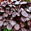 Purple Fountain Weeping Beech Tree