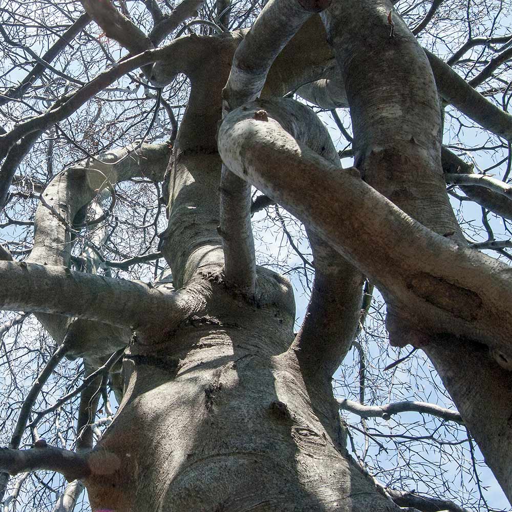 Purple Fountain Weeping Beech Tree