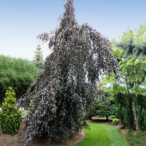 Purple Fountain Weeping Beech Tree