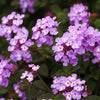 Purple Lantana