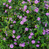 Purple Lantana