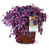 Purple Pixie® Dwarf Weeping Loropetalum